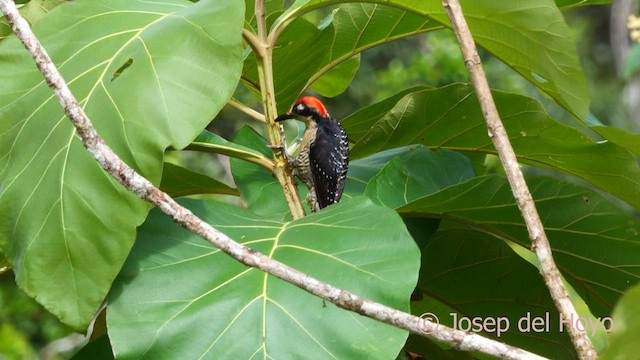 Black-cheeked Woodpecker - ML614294504