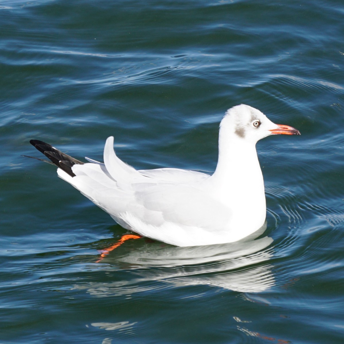 Mouette du Tibet - ML614294555