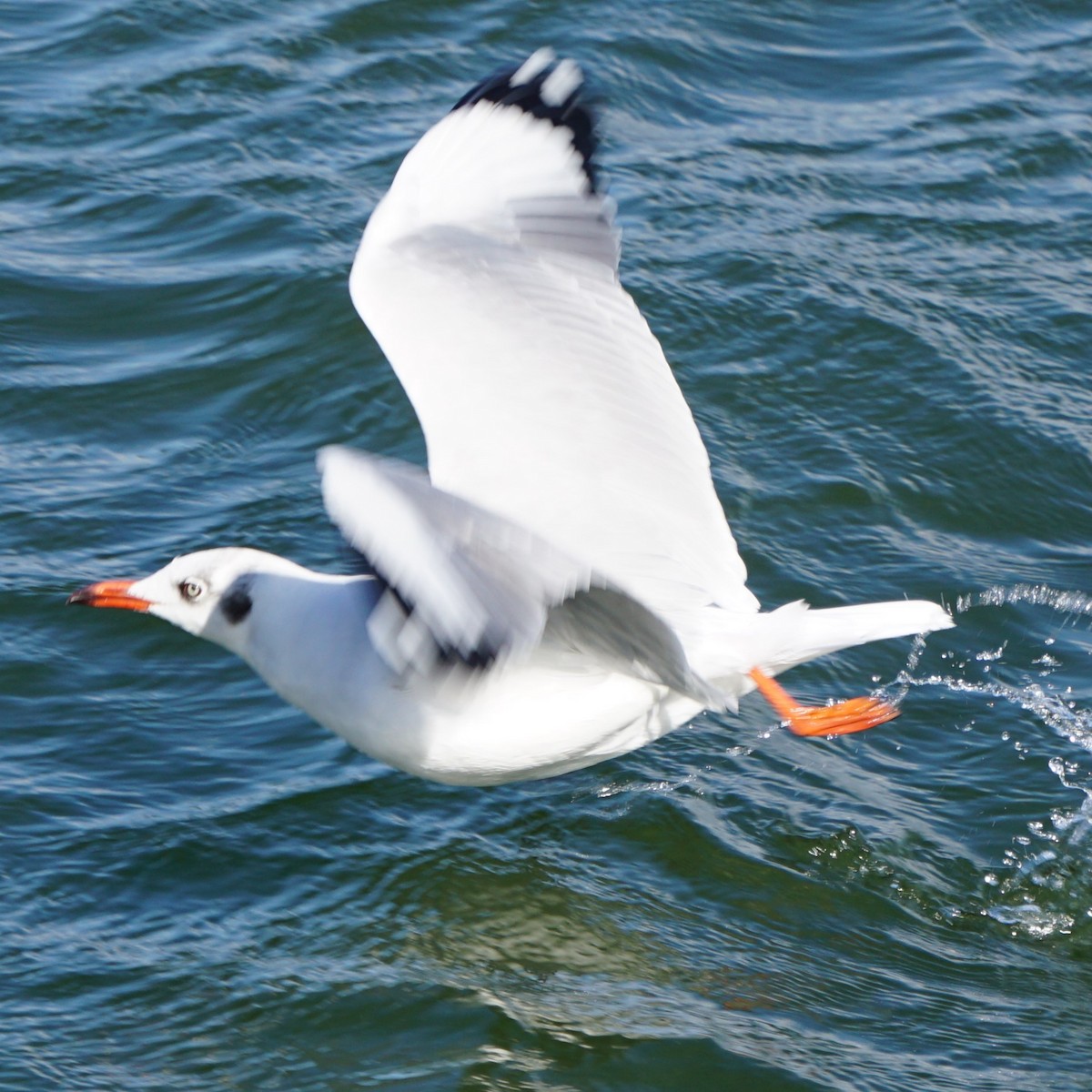 Mouette du Tibet - ML614294571