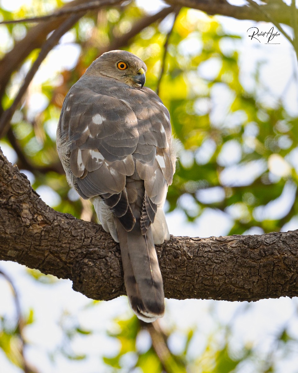 Shikra gabiraia - ML614294572