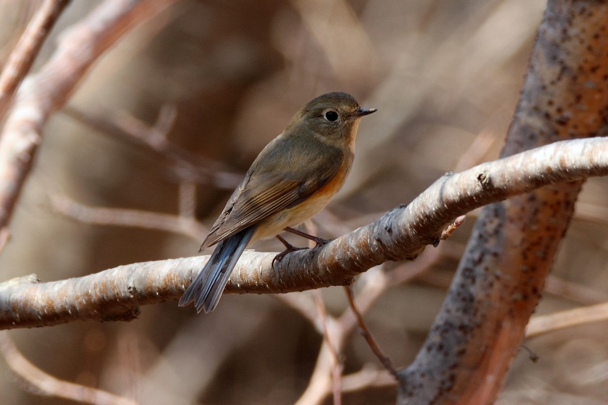 Red-flanked Bluetail - Igor Dvurekov