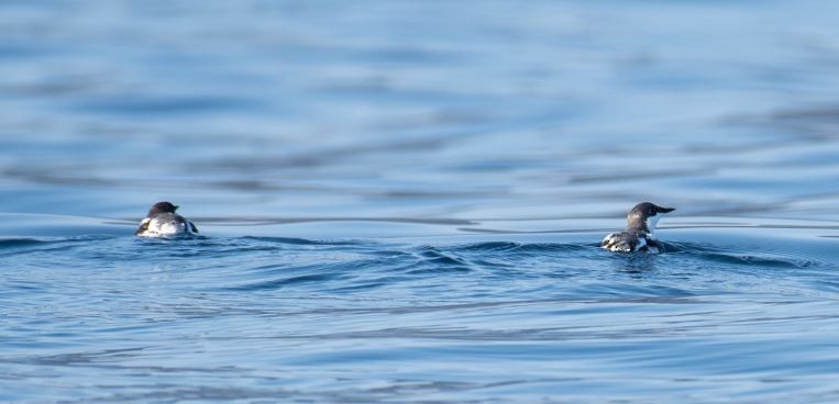 Guillemot à long bec - ML614294632