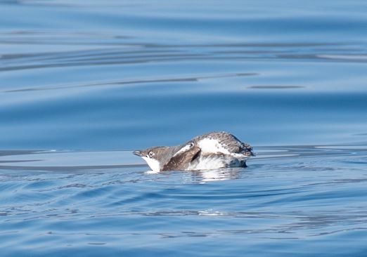 Guillemot à long bec - ML614294640