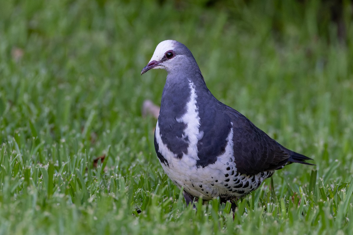 Wongataube - ML614294678