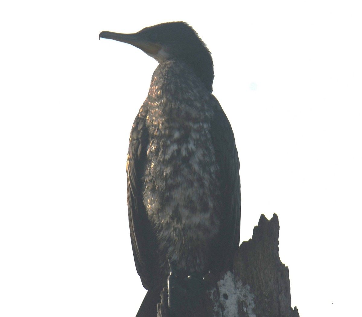 Cormoran à cou brun - ML614294728