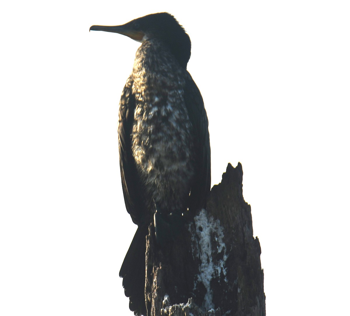 Indian Cormorant - ML614294731