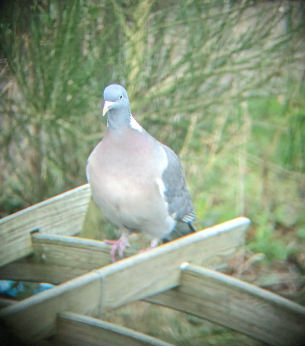 Common Wood-Pigeon - Curtis Thompson