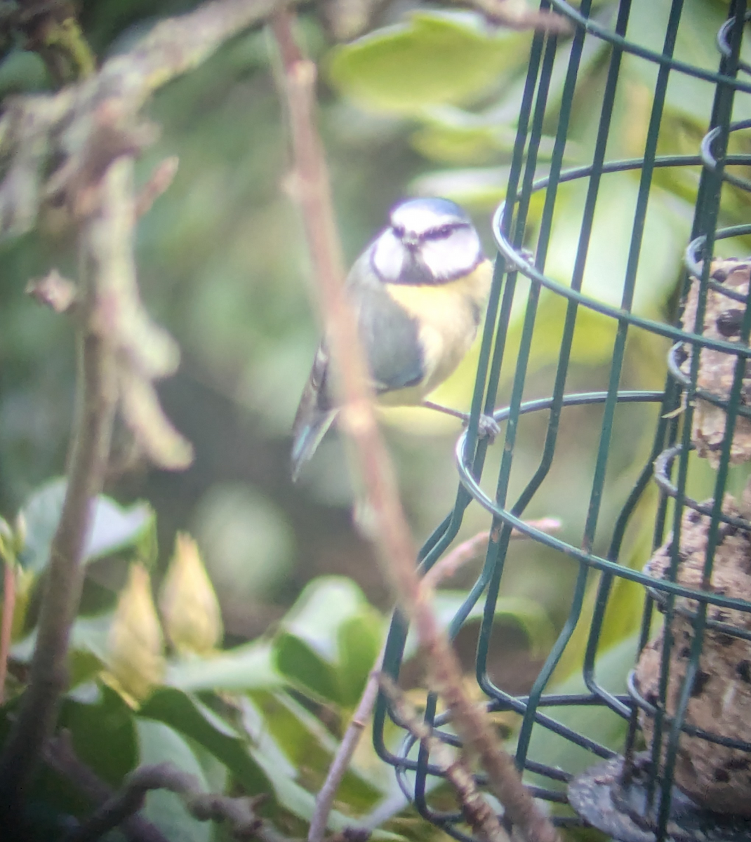 Eurasian Blue Tit - ML614294774