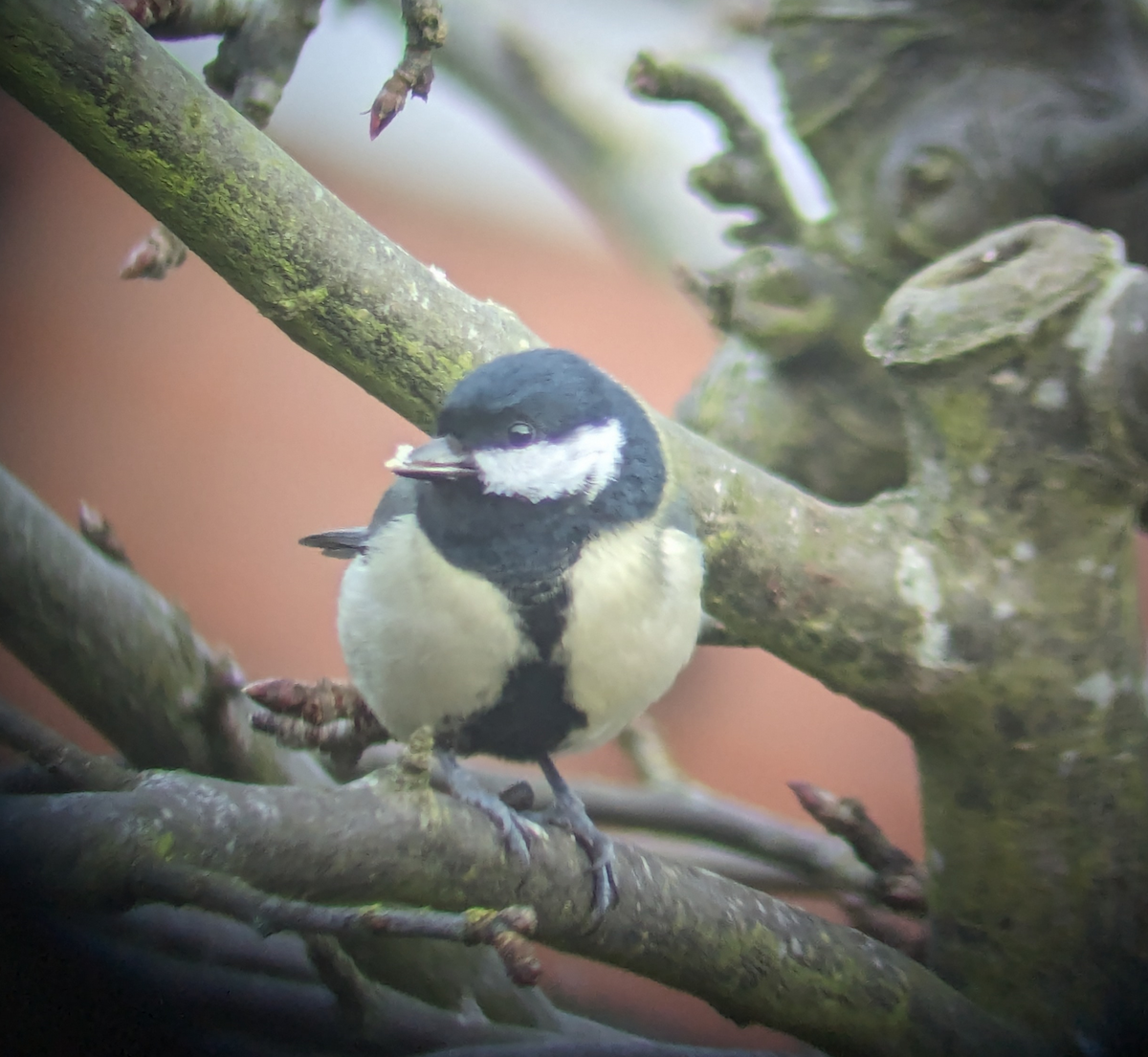 Great Tit - Curtis Thompson