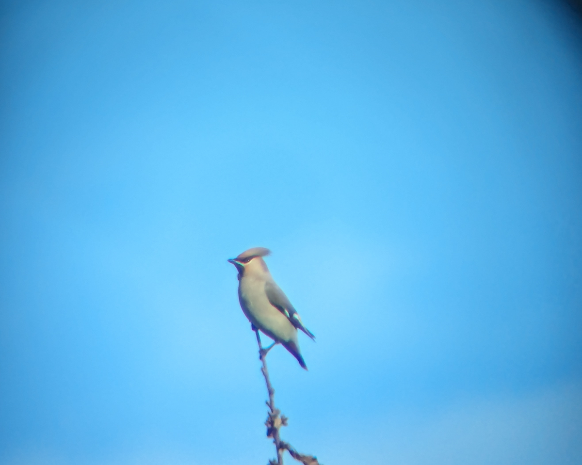 Bohemian Waxwing - Curtis Thompson