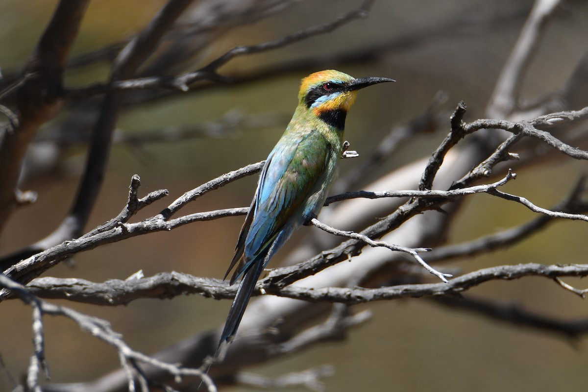 Rainbow Bee-eater - ML614294840