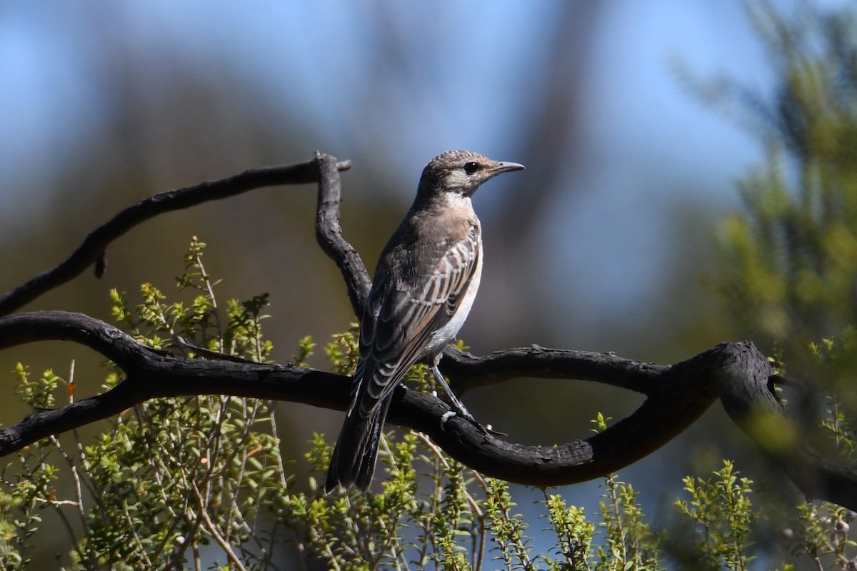 White-winged Triller - ML614294845