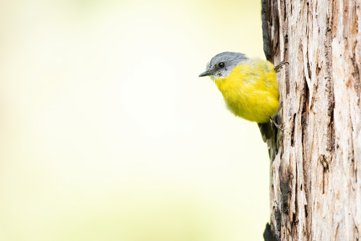 Eastern Yellow Robin - ML614294854