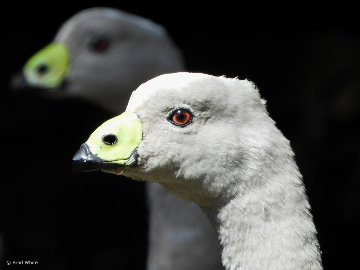 Cape Barren Goose - ML614294863