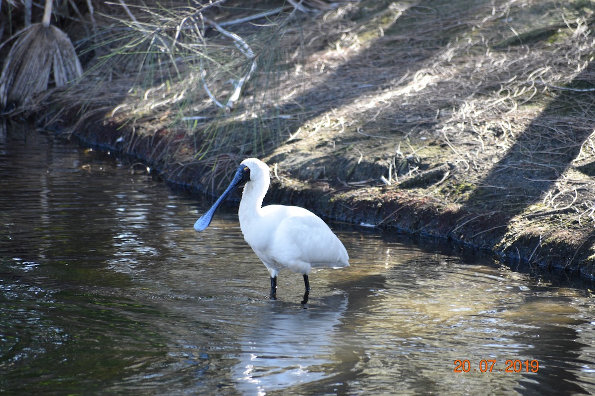 Royal Spoonbill - ML614294871