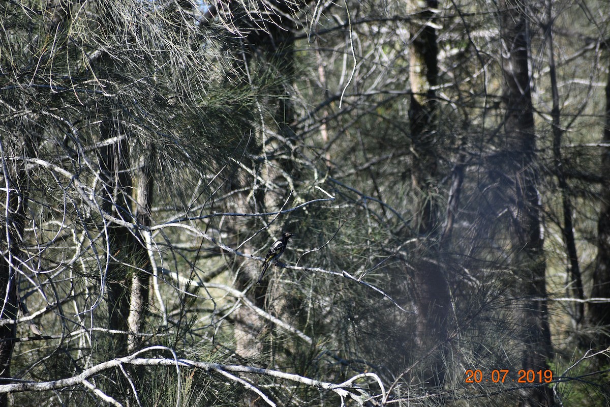 Regent Honeyeater - ML614294873