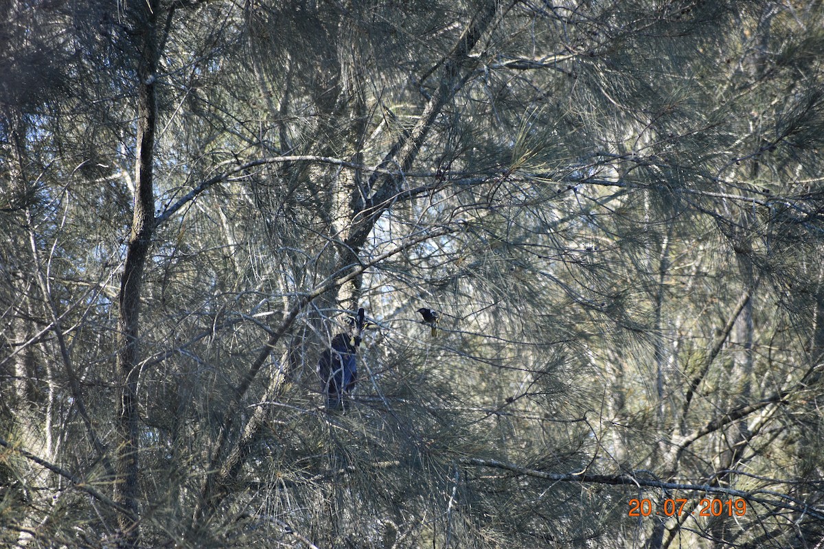 Regent Honeyeater - ML614294877