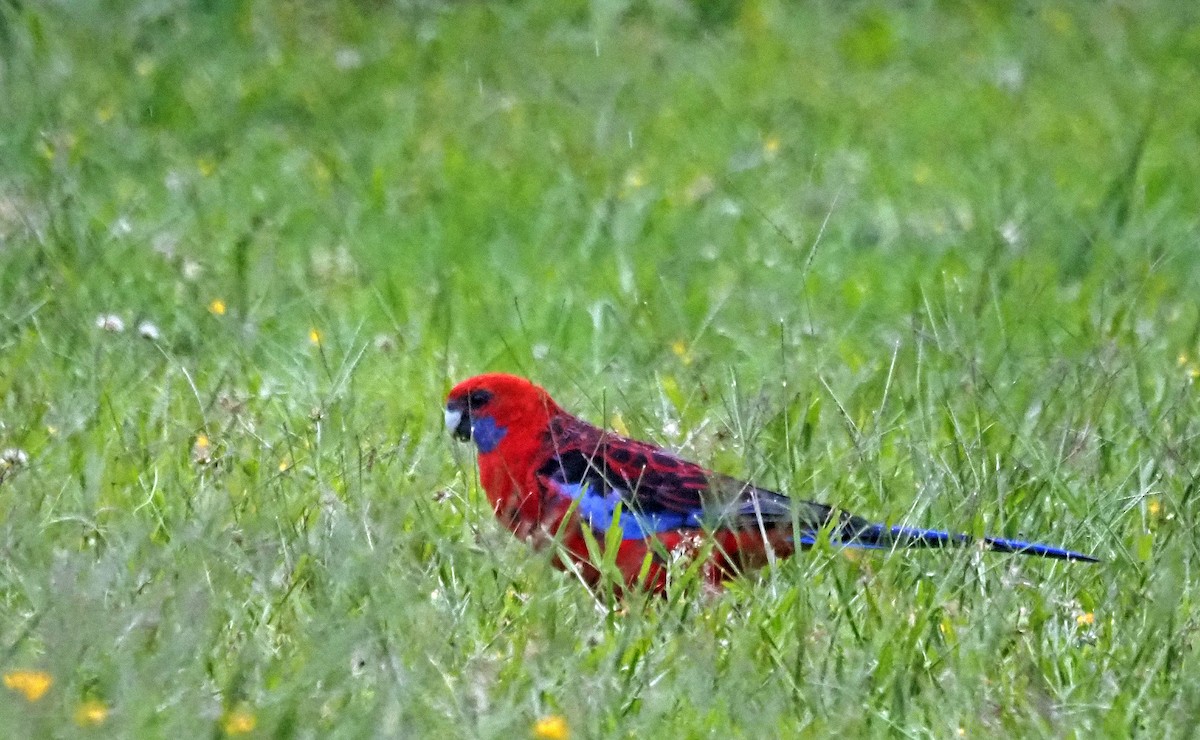 Crimson Rosella - ML614295054