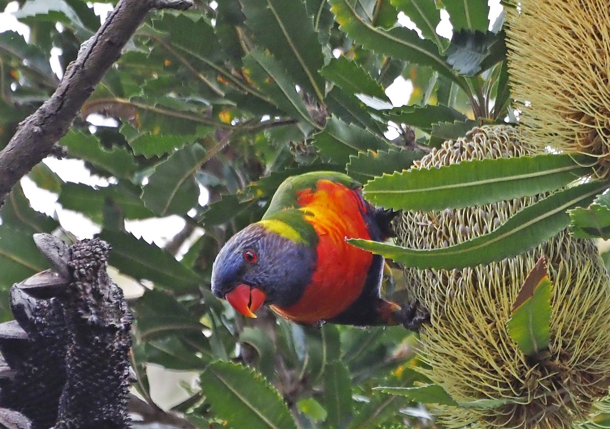 Rainbow Lorikeet - ML614295058