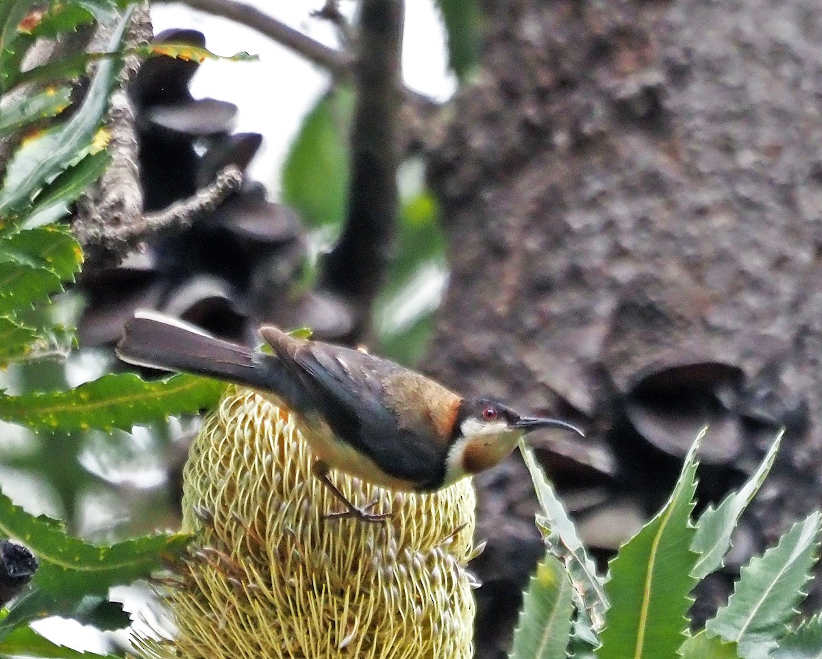 Eastern Spinebill - ML614295065