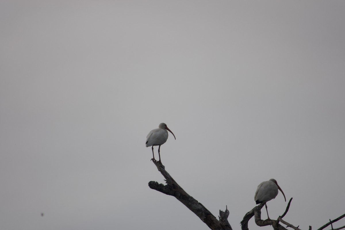 White Ibis - ML614295071