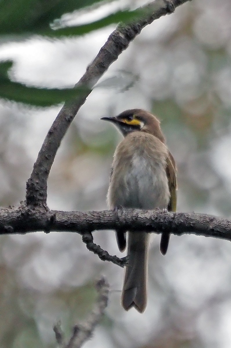 Yellow-faced Honeyeater - ML614295073