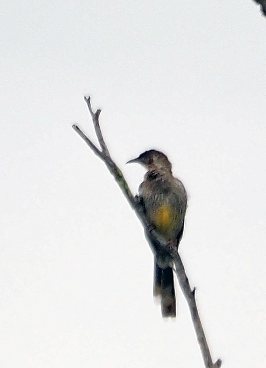 Red Wattlebird - ML614295081