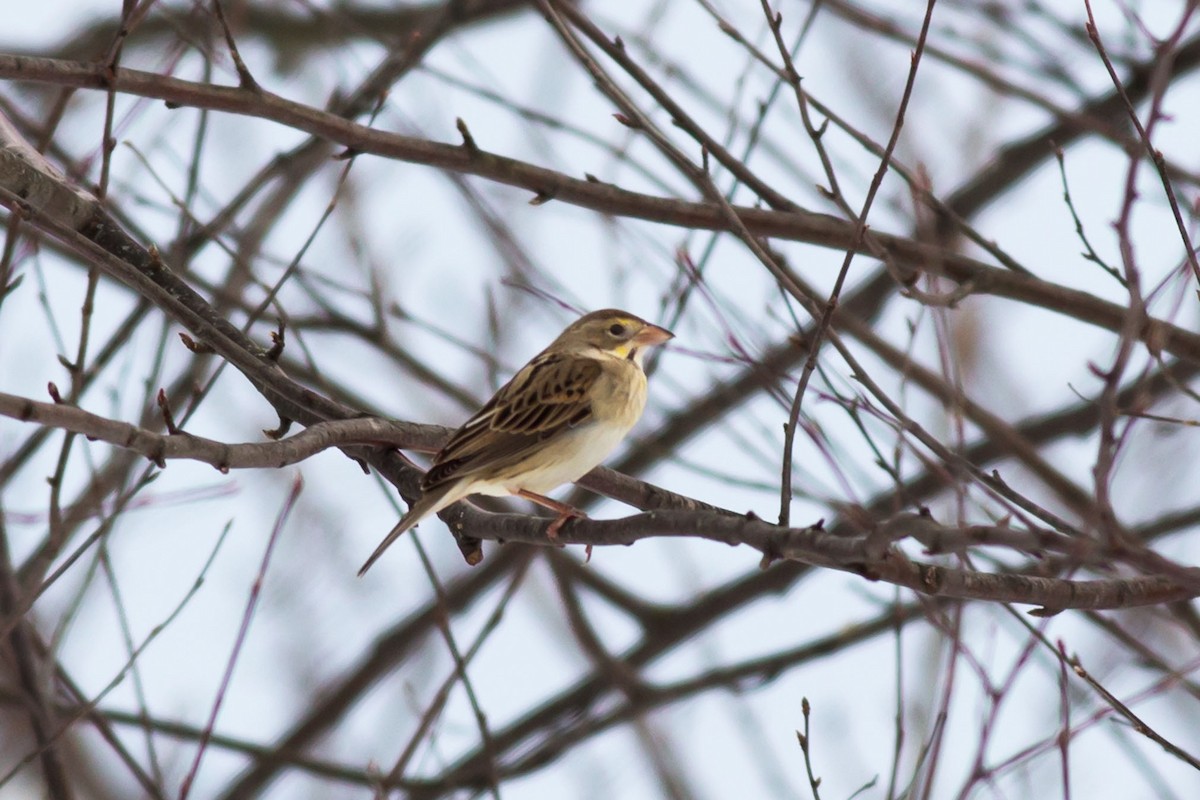 Dickcissel d'Amérique - ML614295090