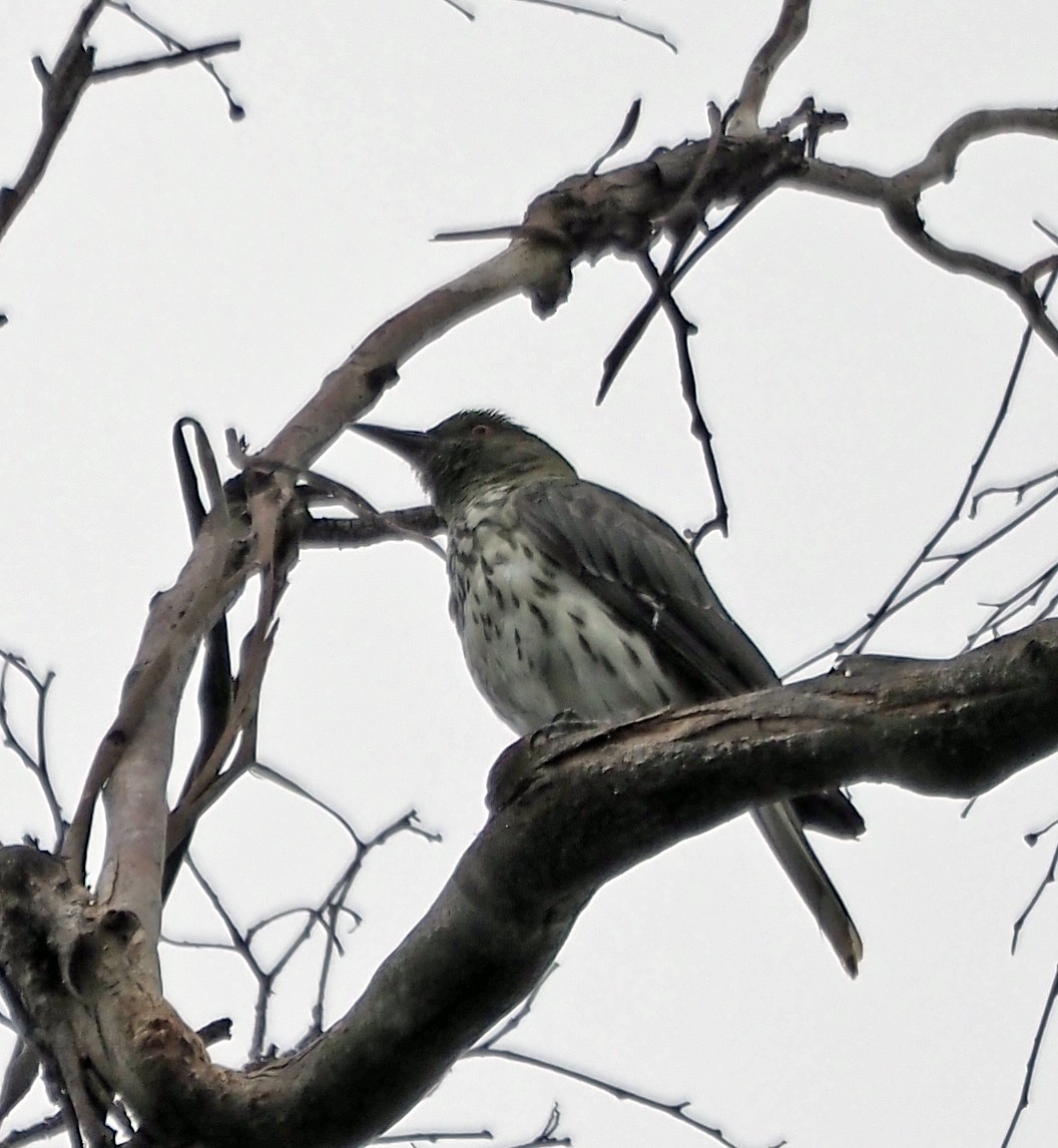 Olive-backed Oriole - ML614295100