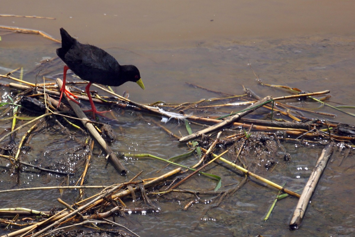 Black Crake - ML614295103