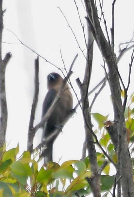 Dusky Woodswallow - ML614295104