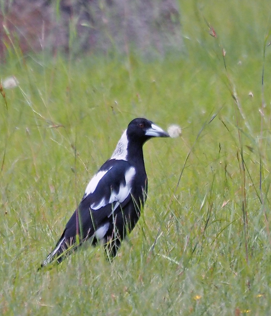 Australian Magpie - ML614295106