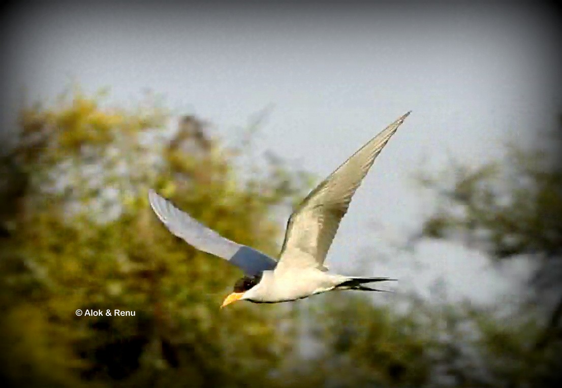 River Tern - ML614295154