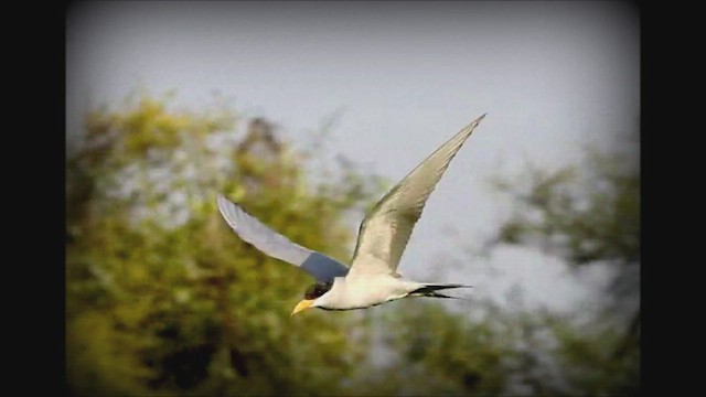 River Tern - ML614295188