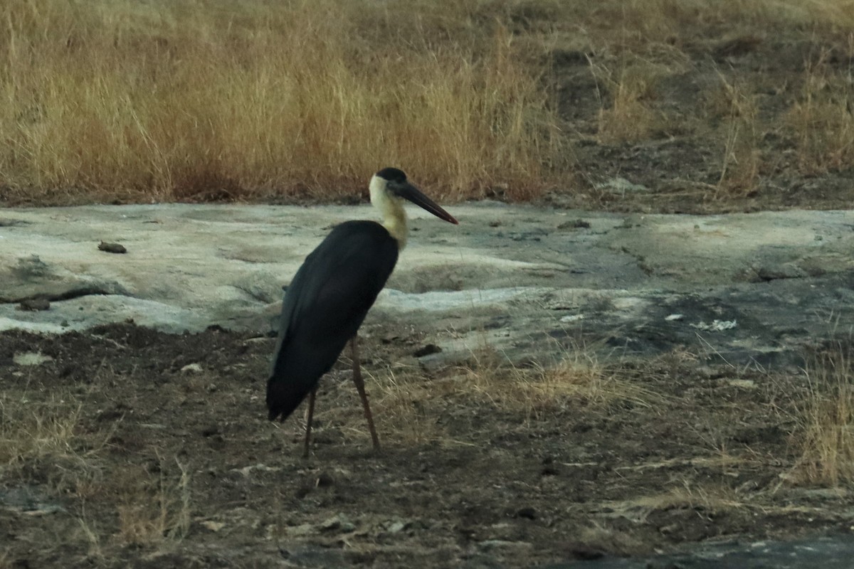 Asian Woolly-necked Stork - ML614295215