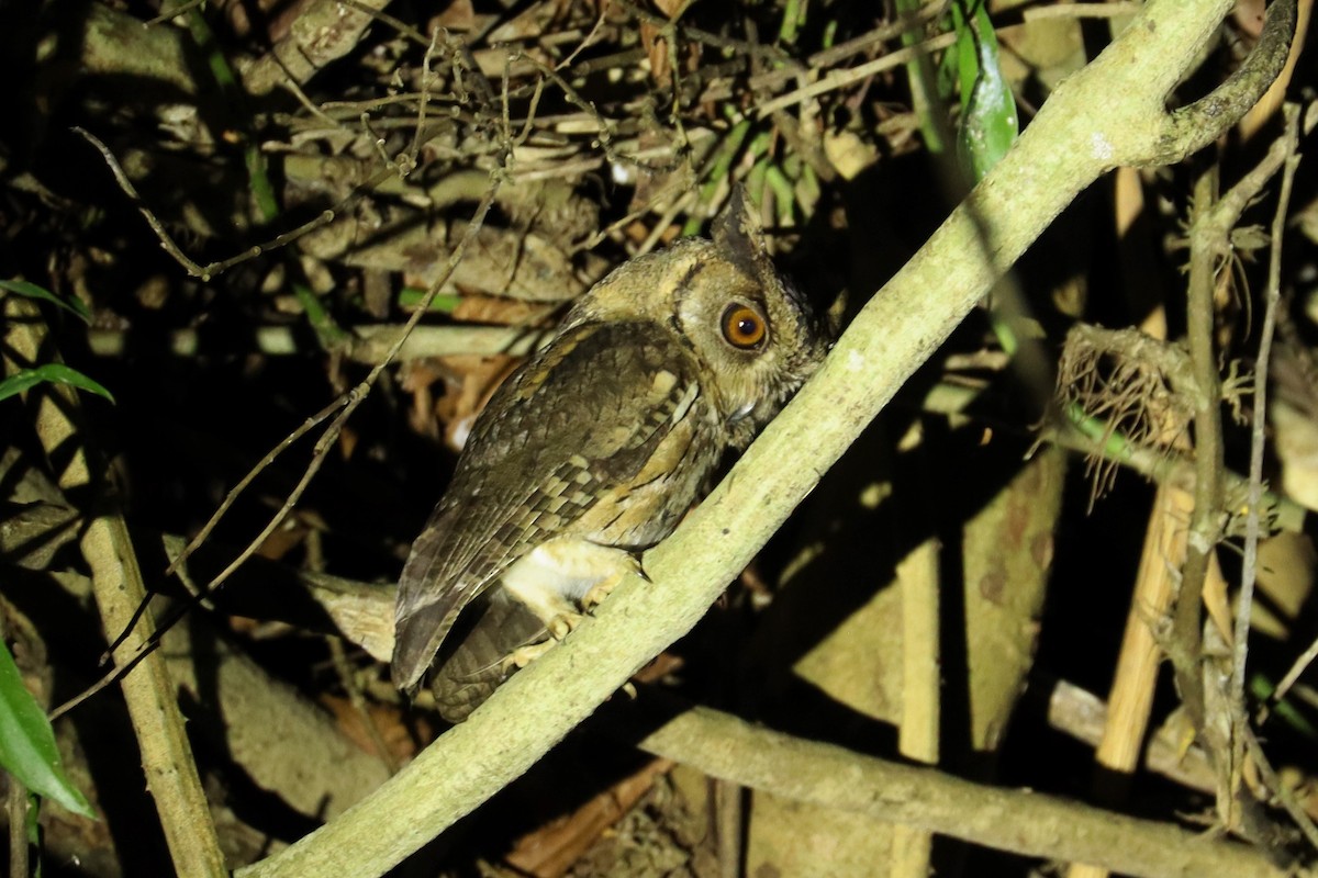 Indian Scops-Owl - Jason Estep