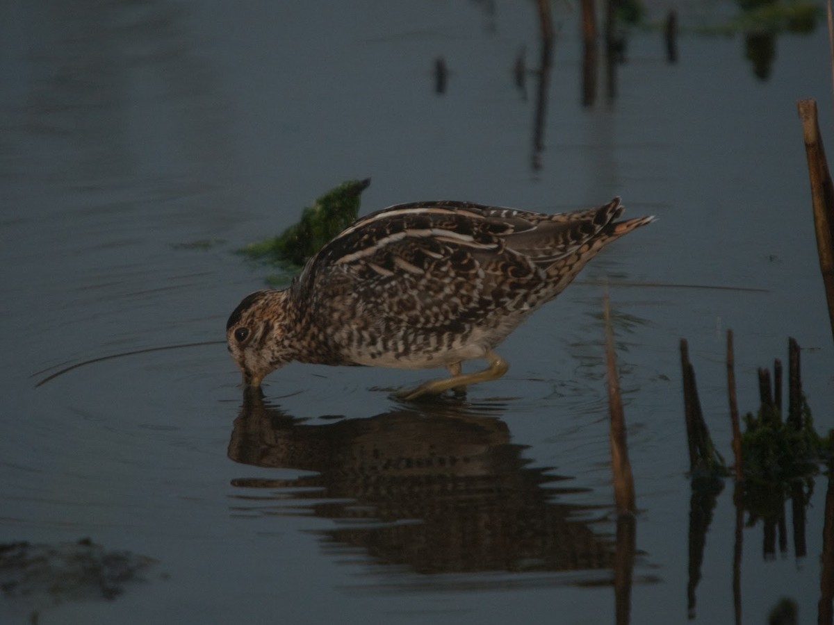 Wilson's Snipe - ML614295333