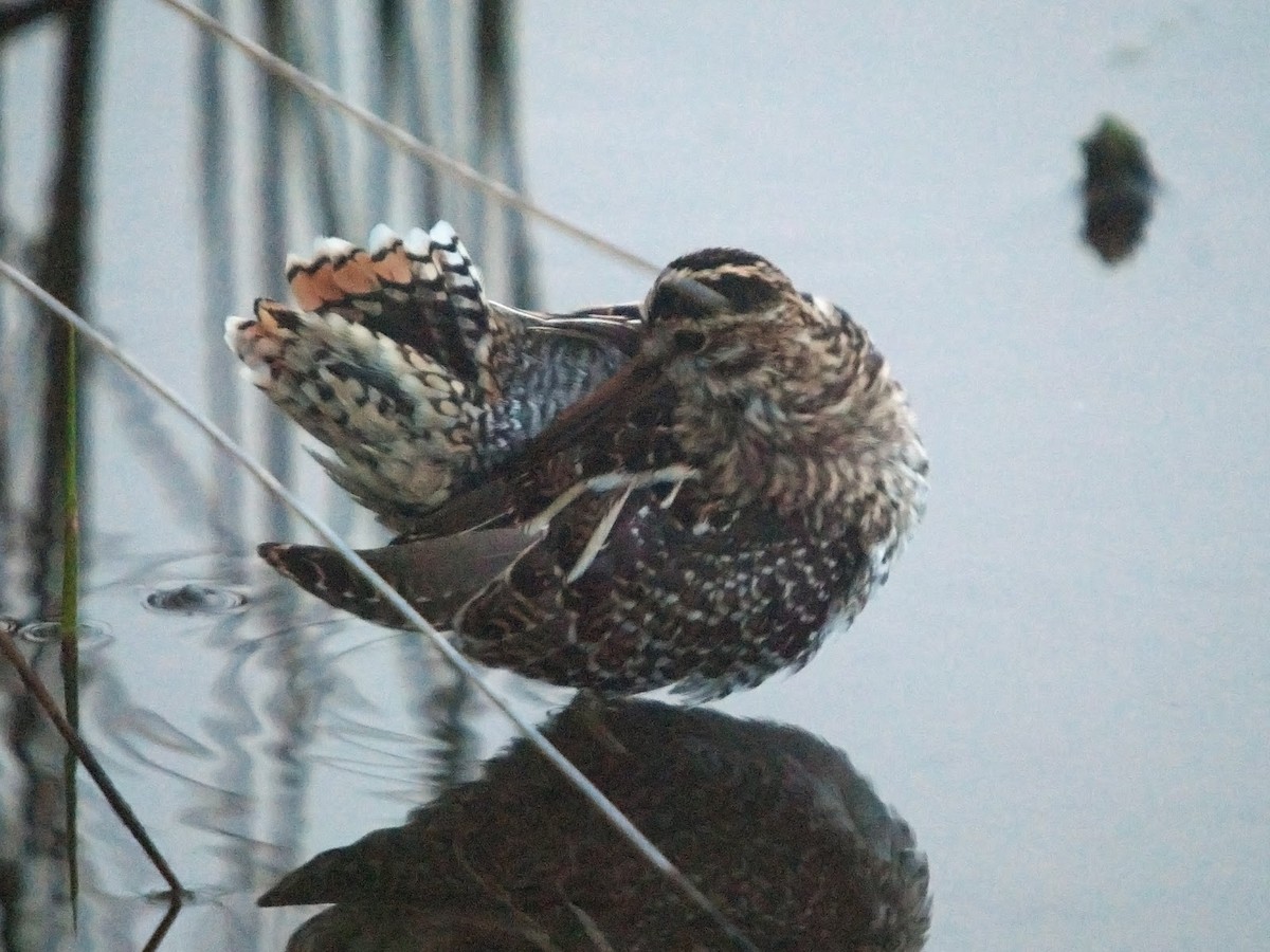 Wilson's Snipe - ML614295336