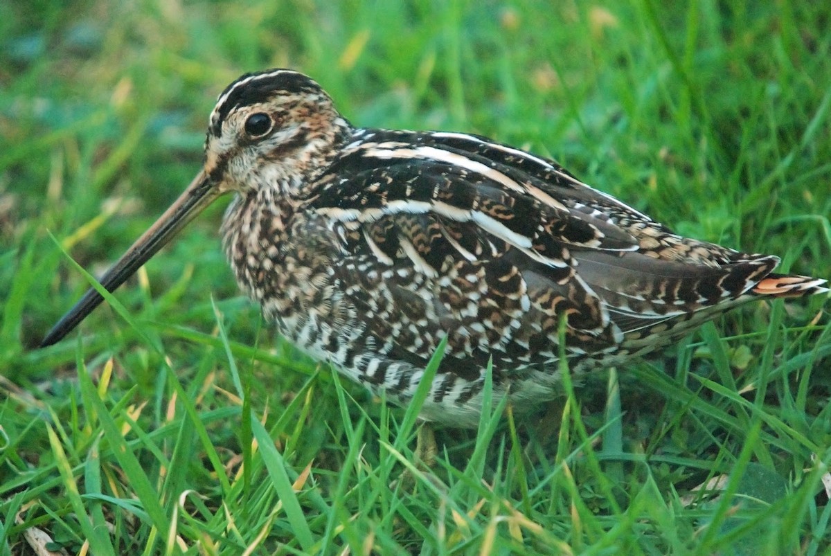 Wilson's Snipe - ML614295337