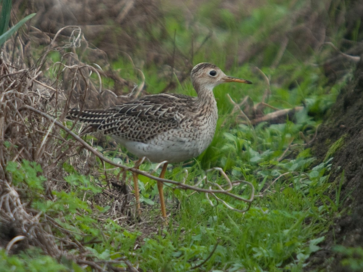 Upland Sandpiper - ML614295376