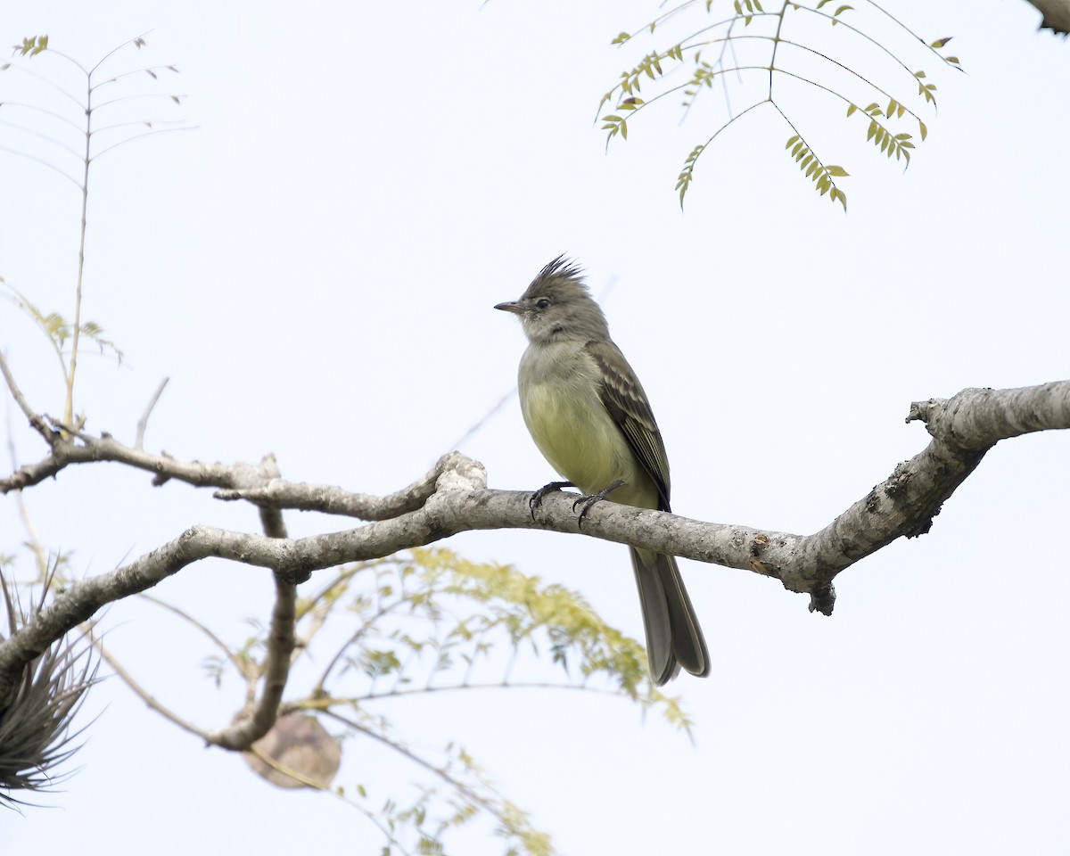 Yellow-bellied Elaenia - Terence Degan