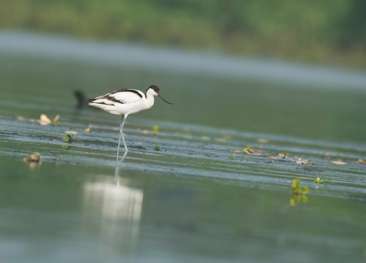 Pied Avocet - ML614295449