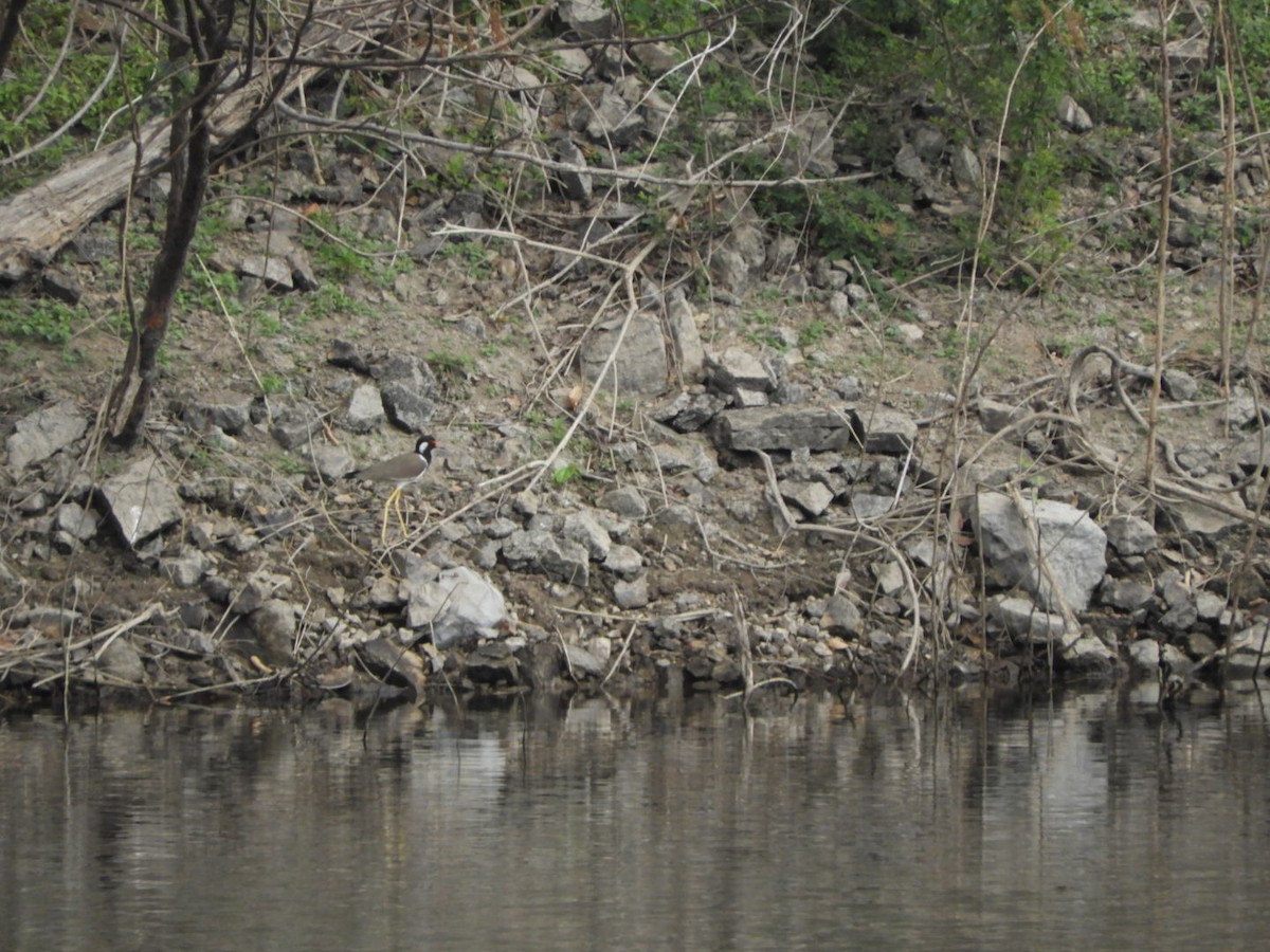 Red-wattled Lapwing - ML614295450