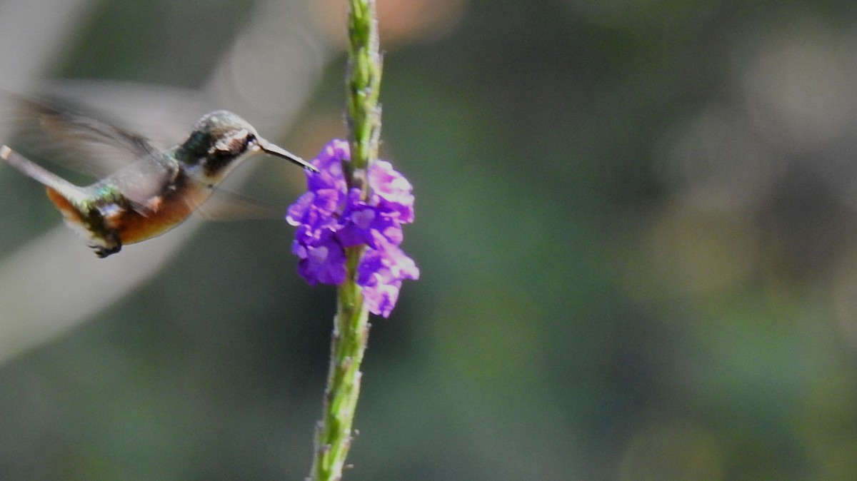 Magenta-throated Woodstar - ML614295460