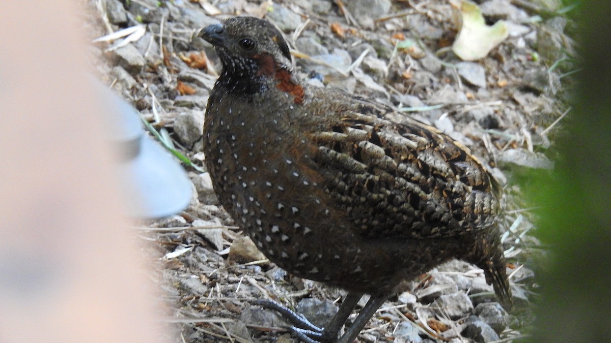 Spotted Wood-Quail - ML614295467