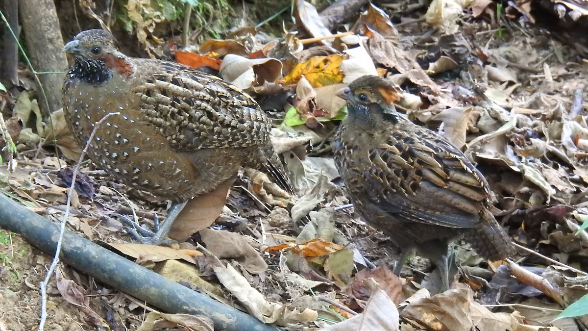 Spotted Wood-Quail - ML614295469