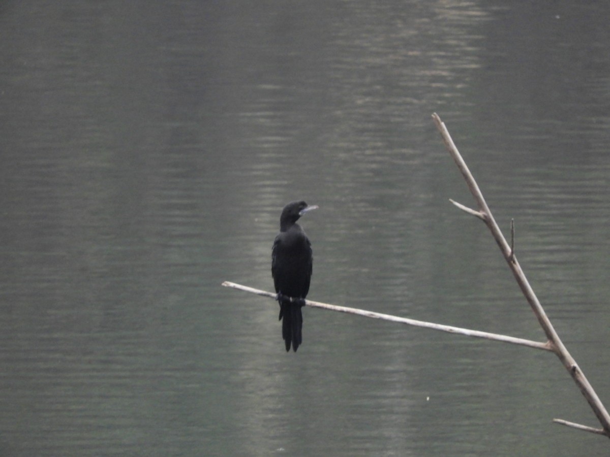 Little Cormorant - Phanakorn Kraomklang