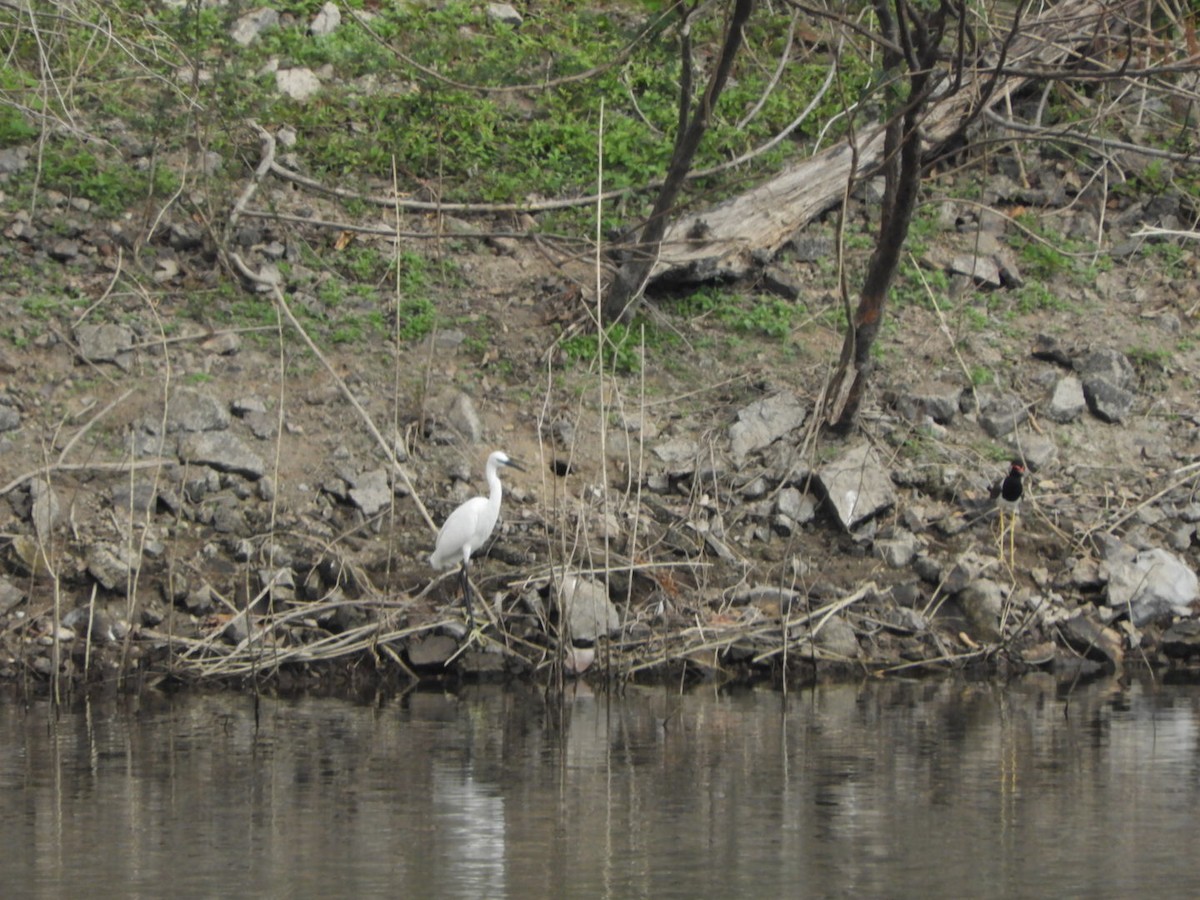 Little Egret - ML614295483