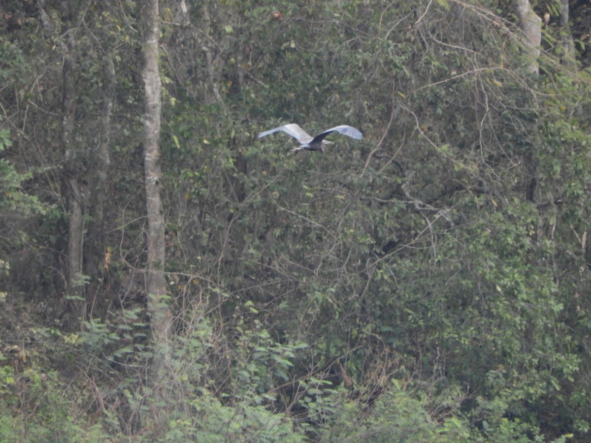 Purple Heron - Phanakorn Kraomklang