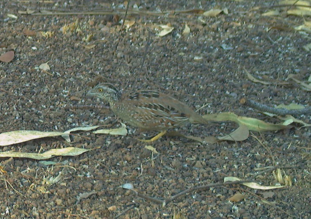 Chestnut-backed Buttonquail - ML614295518